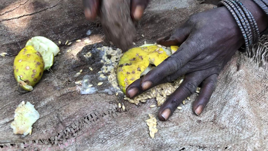 Preparing Desert Cucumber
